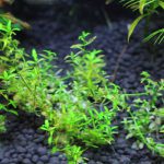 立ち上げ水槽　植栽から26日目